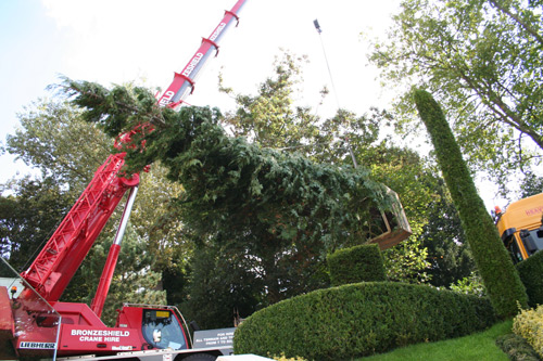 Arboricultural Services Arboricultural Services